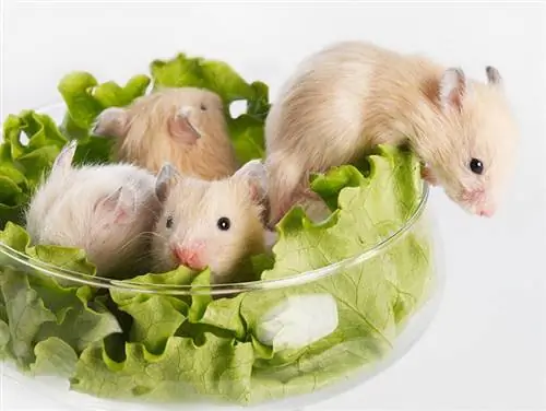 Kan hamsters blaarslaai eet? Feite & Gereelde vrae