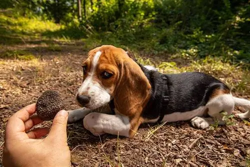 10 نژاد برتر سگ برای شکار ترافل (همراه با تصاویر)