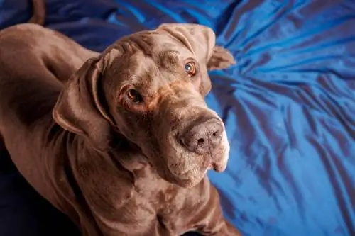 Çikolatalı Danua Köpek: Gerçekler, Kökeni & Tarihçe