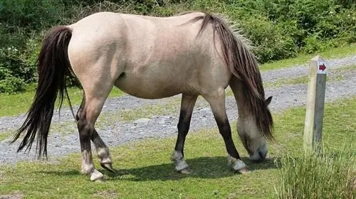 Dun Horse: fatti, durata della vita, comportamento & Guida alla cura (con immagini)