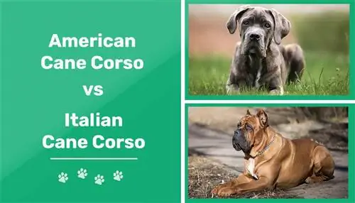 Amerikaanse Cane Corso versus Italiaanse Cane Corso: hoe verschillen ze? (Met foto's)