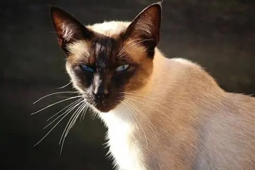10 Baka Kucing Yang Kelihatan Seperti Kucing Siam (Dengan Gambar)
