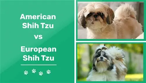 Americký verzus európsky Shih Tzu: Ktorý si mám vybrať?