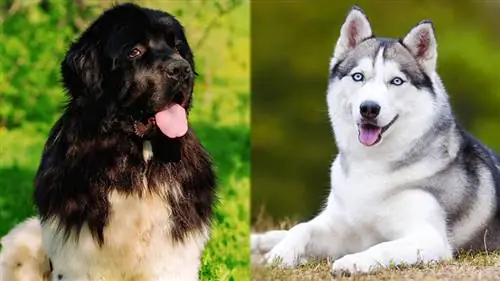 Mescla de husky per a gossos de Terranova: cura, imatges, informació & Més