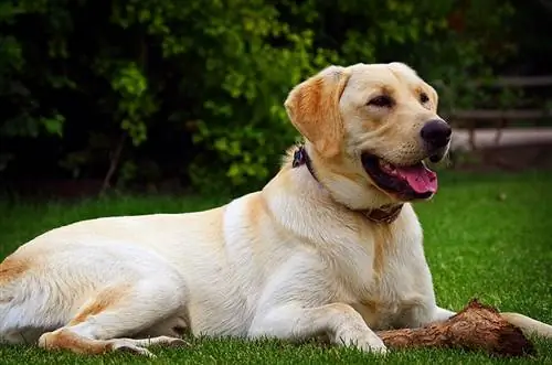Auksinio labradoro (Goldadoro) šunų veislė: Informacija, nuotraukos, priežiūra & Daugiau