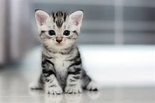 15 rase de pisici americane: o prezentare generală (cu imagini)