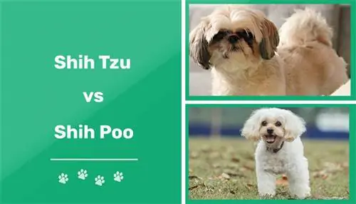Shih Tzu vs. Shih Poo: ¿Cuál debo elegir?