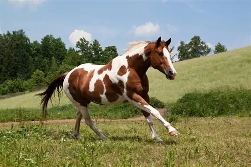 Paint Horse: fatti sulla razza, origine, comportamento & Cura (con immagini)