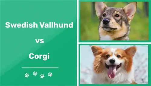 Շվեդական Vallhund vs Corgi. Հիմնական տարբերությունները (Նկարներով)