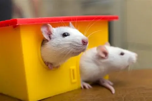 S čim se podgane rade igrajo? 9 idej za igrače, ki jih podgane obožujejo