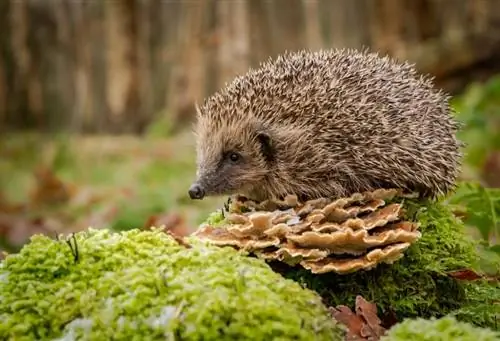 Hedgehogs Wana Ukubwa Gani? Uzito Wastani & Chati ya Ukuaji