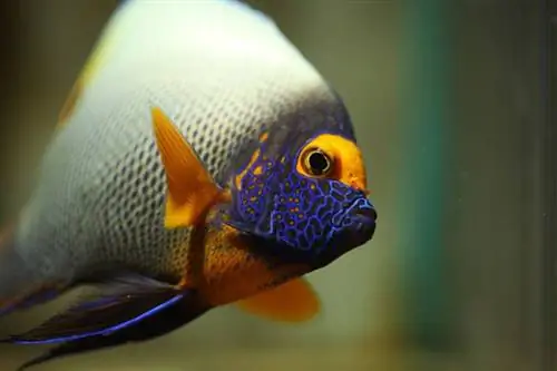 15 أسماك المياه المالحة النادرة (بالصور)