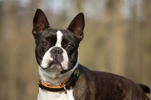 Je, Boston Terriers Hupata Ukubwa Gani? (Chati ya Ukuaji ya Ukubwa &)