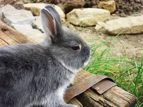 12 seltene und exotische Kaninchenrassen (mit Bildern & Info)