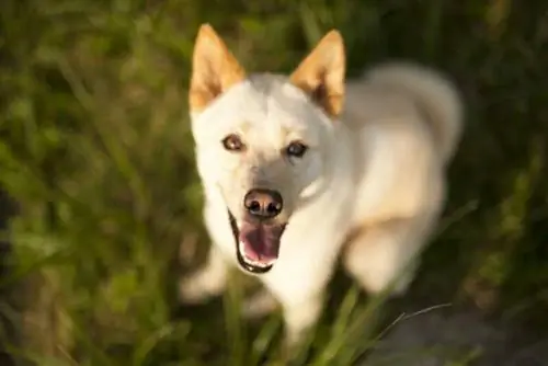 Wie viel kostet ein Jindo-Hund im Jahr 2023? Preisleitfaden