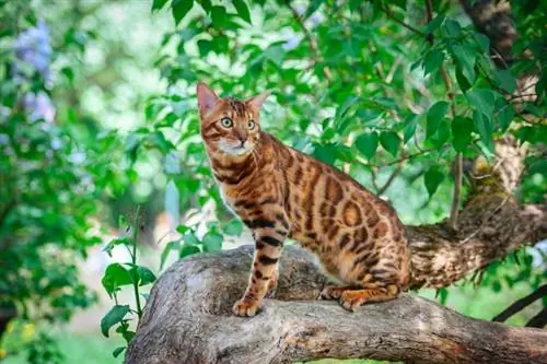 Quanto tempo vivem os gatos Bengal? Vida útil média, dados & Cuidados