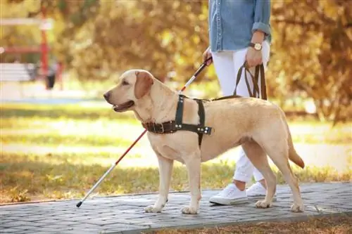 Mennyi ideig tart egy szolgálati vagy vakvezető kutya betanítása? Tények & GYIK
