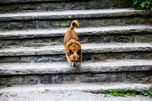 Ako vycvičiť psa, aby zišiel po schodoch: 5 tipov & trikov