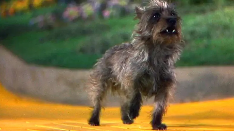Vilken hundras var Toto från Trollkarlen från Oz? Berömda filmhundfakta