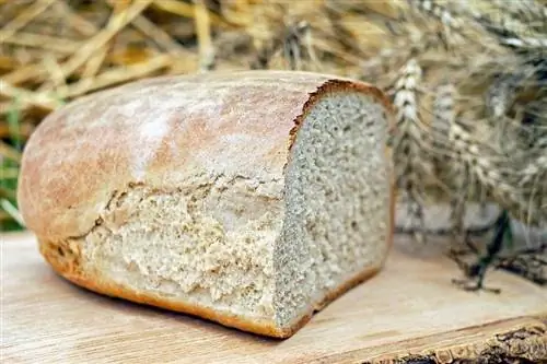 Voivatko kanit syödä leipää? Eläinlääkärin hyväksymiä ravitsemustietoja & FAQ