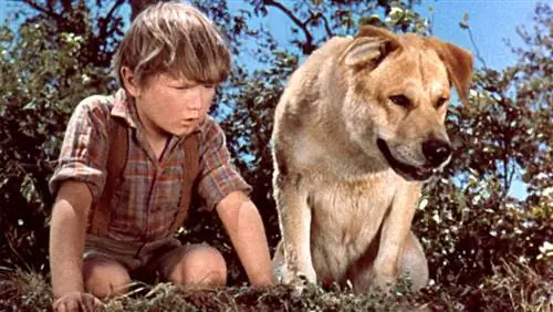 איזה גזע כלב היה צועק הזקן? כלבי קולנוע מפורסמים
