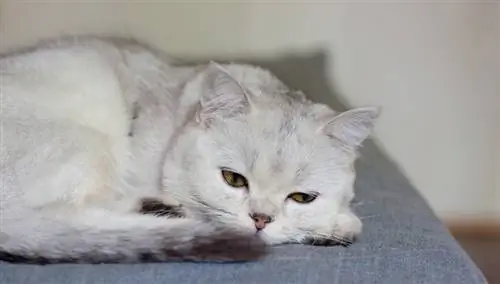 Bagaimana Saya Tahu jika Kucing Saya Dehidrasi? Tanda-tanda Disemak Vet & Soalan Lazim