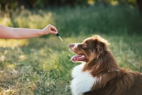 Jak dát CBD olej psům: 5 tipů přezkoumaných veterinářem & triků