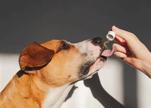 El CBD ajuda els gossos amb l'ansietat per separació? Ciència revisada per veterinari & Info