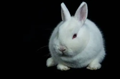 Beli dunajski zajec: nega, temperament, habitat, & lastnosti (s slikami)