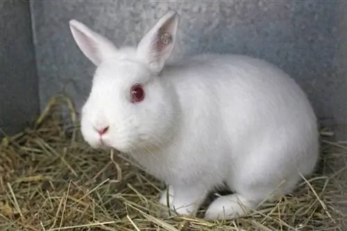 Britannia Petite Rabbit: Sorg, Temperament, Habitat & Eienskappe (Met Prente)