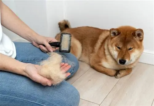 Bir Shiba Inu Ne Kadar Tüy Döker? Az altmak İçin İpuçları