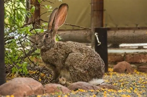 Riverine Rabbit: Chăm sóc, Tính khí, Môi trường sống & Đặc điểm (Có Ảnh)