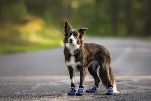 8 лучших ботинок для собак для горячих тротуаров в 2023 году - обзоры и лучший выбор