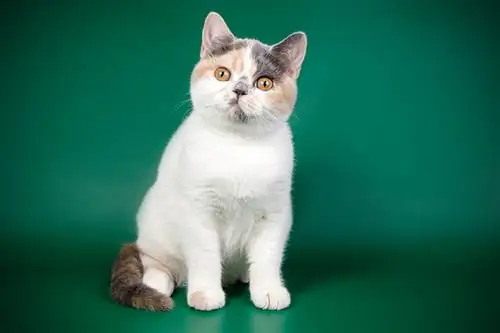Calico britanska kratkodlaka mačka: činjenice, podrijetlo & Povijest (sa slikama)