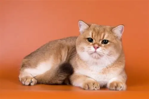 Golden British Shorthair Cat: Qhov Tseeb, Keeb Kwm & Keeb Kwm (nrog duab)