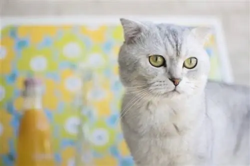 White Scottish Fold: faktid, päritolu & ajalugu (koos piltidega)