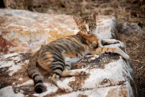 Sokoke Cat: Şəkillər, Faktlar, Temperament & Xüsusiyyətlər