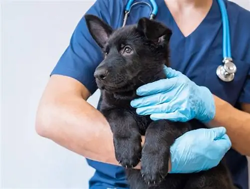 Portosystemic Shunts in Dogs (PSS): Σημάδια, Αιτίες & Θεραπεία (Απάντηση κτηνιάτρου)
