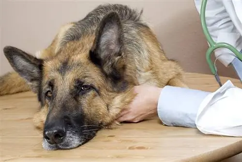 Pneumonia tek Qentë: Shkaqet, Shenjat e Shpjeguara Veteriner & Kujdesi