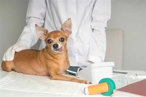 Visok krvni pritisak kod pasa (objašnjenje sistemske hipertenzije) – naš veterinar odgovara na najčešća pitanja