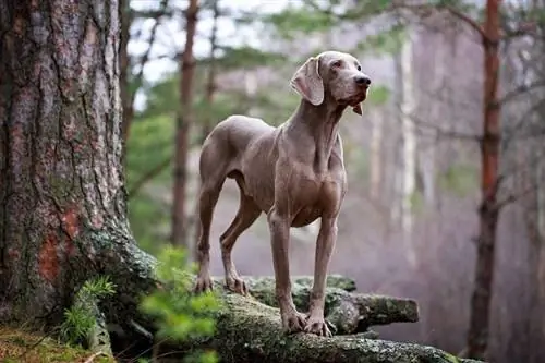 Sunt Weimaranerii agresivi? Fapte & Întrebări frecvente