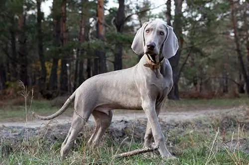 Weimaraners ดีกับเด็ก ๆ หรือไม่? ข้อเท็จจริง & คำถามที่พบบ่อย