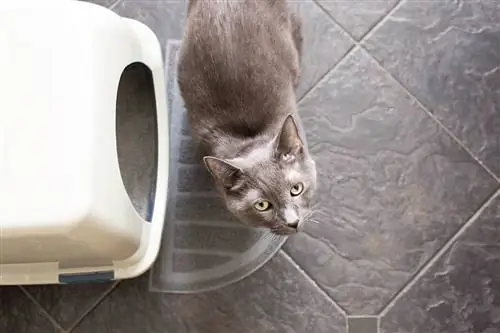 Mengapa Kucing Saya Menggunakan Kotak Sampah Semasa Saya Menggunakan Tandas?