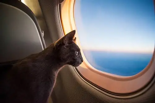 Kako umiriti mačku dok ste u avionu: 7 učinkovitih savjeta