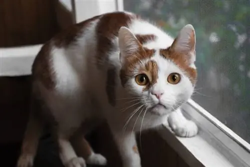 Com evitar que els gats pugin a les finestres (5 mètodes provats)