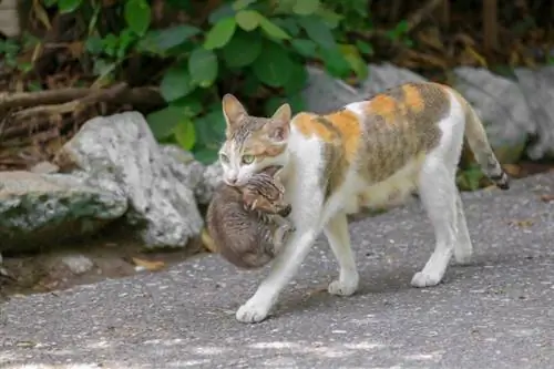 Hvordan bærer katter kattungene sine? Kattens oppførsel, fakta & vanlige spørsmål