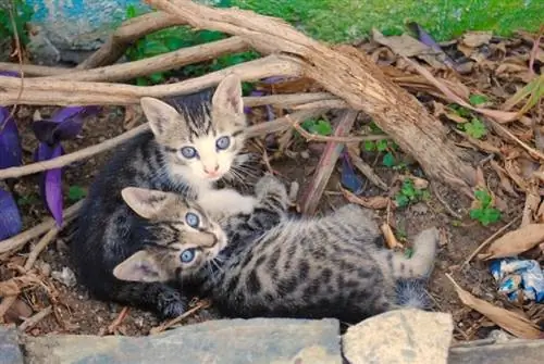 ¿Una madre gata abandonará a sus gatitos si los humanos la tocan? Datos revisados por veterinarios & Preguntas frecuentes
