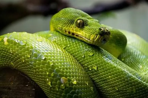 100+ hadích jmen: Nápady pro hypnotizující & Slinky Pets