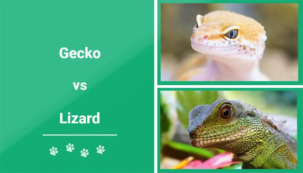 Gecko va Lizard: asosiy farqlar (rasmlar bilan)