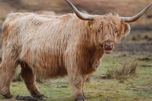8 سلالات الأبقار الرقيقة ذات الشعر الطويل: نظرة عامة (بالصور)